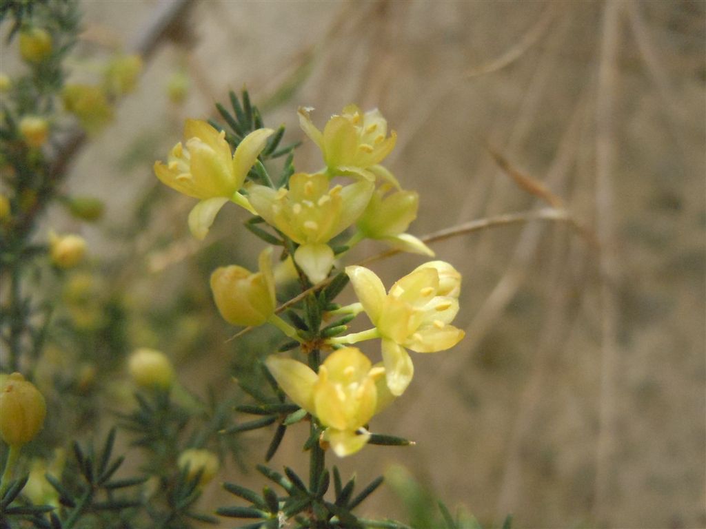 Asparagus acutifolius